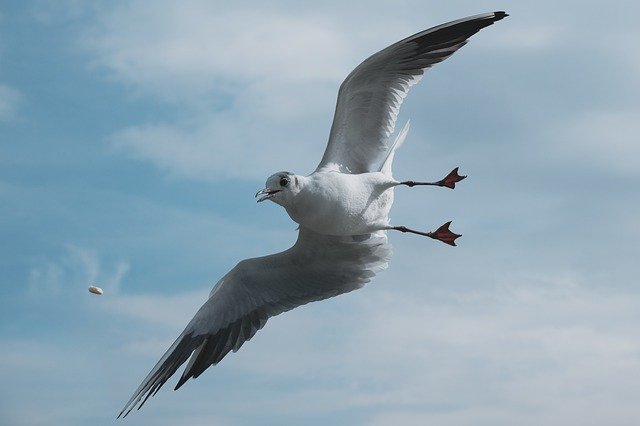 Free download The Seagull Bird Animal -  free photo or picture to be edited with GIMP online image editor