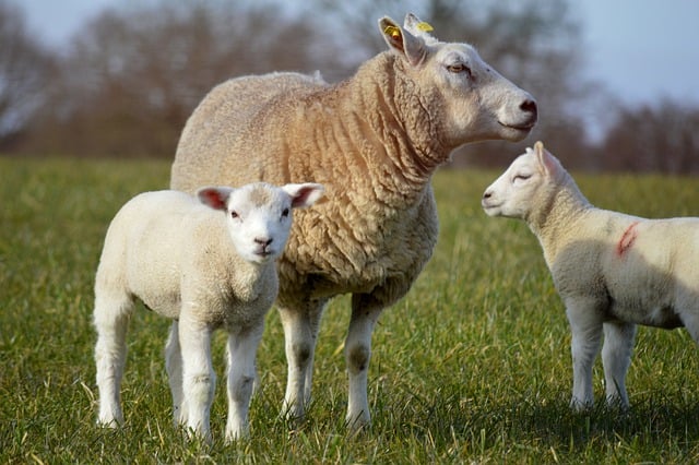 Free download the sheep lambs ewe animals free picture to be edited with GIMP free online image editor