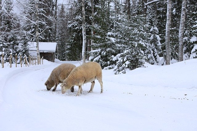 دانلود رایگان قالب عکس رایگان The Sheep Winter Snow برای ویرایش با ویرایشگر تصویر آنلاین GIMP