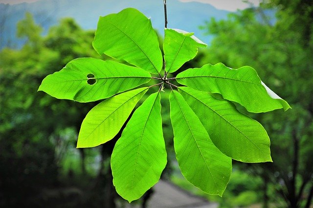 Free download The Silver Magnolia Green -  free photo or picture to be edited with GIMP online image editor