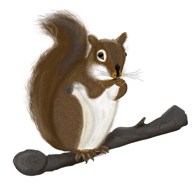 Free download The Squirrel Animals Of -  free illustration to be edited with GIMP free online image editor