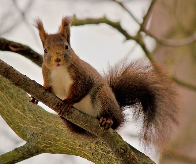 Free download The Squirrel Curious Tree -  free photo or picture to be edited with GIMP online image editor