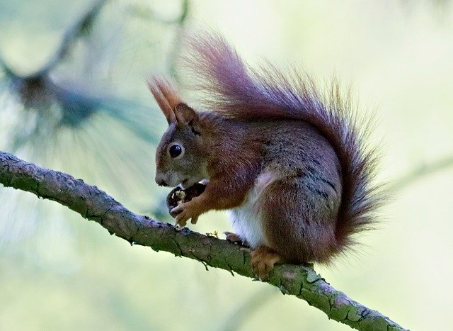 Free download The Squirrel General Sitting -  free photo or picture to be edited with GIMP online image editor