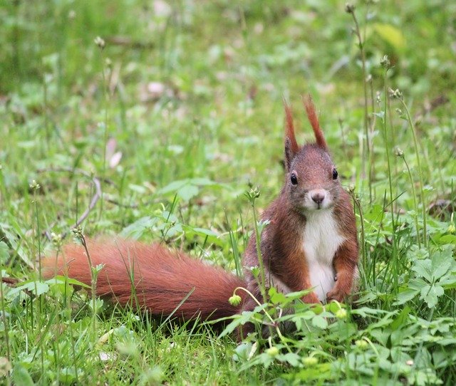 Free download The Squirrel Redheaded Nature -  free photo or picture to be edited with GIMP online image editor