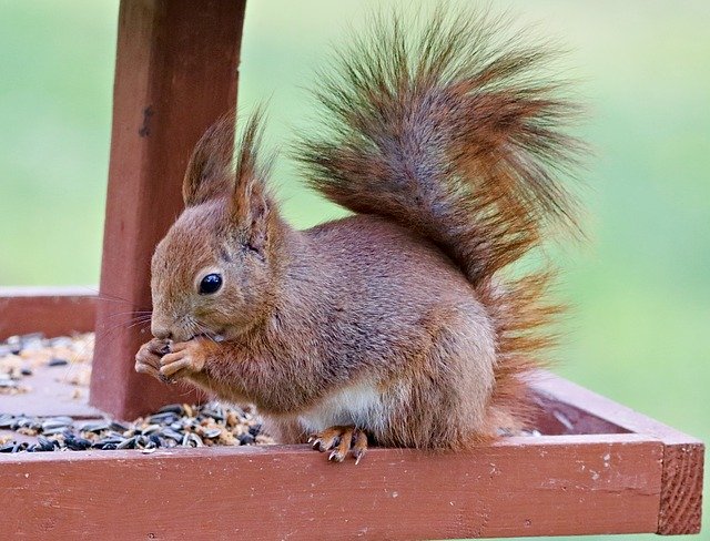 Free download The Squirrel Rodent Feeder -  free photo or picture to be edited with GIMP online image editor