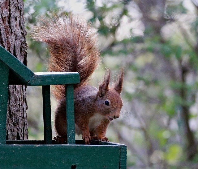 Free download The Squirrel Rodent Hungry -  free photo or picture to be edited with GIMP online image editor