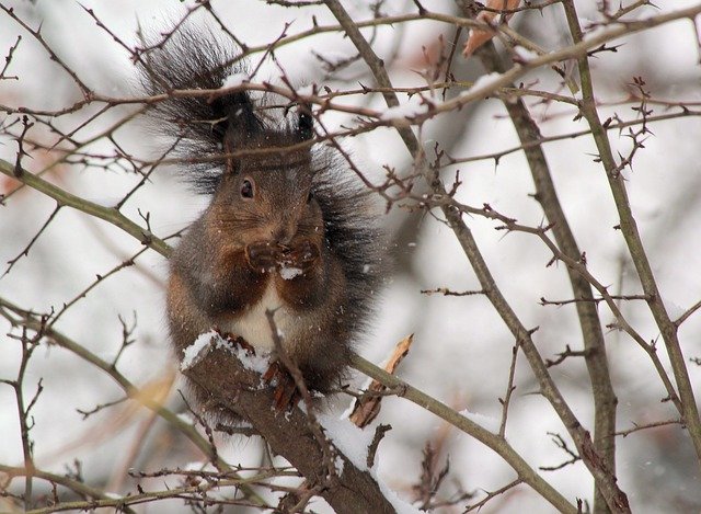 Free download The Squirrel Winter Snow -  free photo or picture to be edited with GIMP online image editor