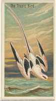 Free download The Tropic Bird, from the Birds of the Tropics series (N5) for Allen & Ginter Cigarettes Brands free photo or picture to be edited with GIMP online image editor