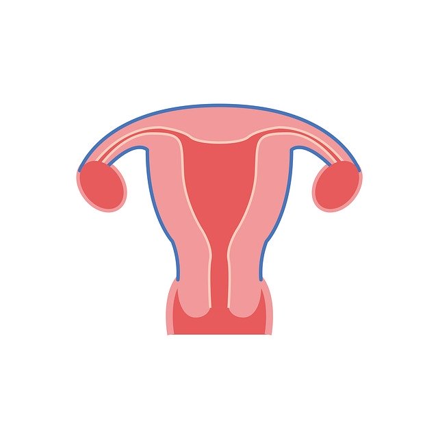 Free download The Uterus Shape -  free illustration to be edited with GIMP free online image editor