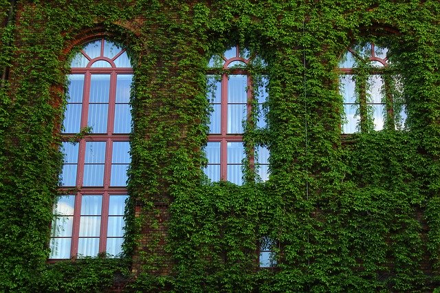 تنزيل The Window Plants Green مجانًا - صورة مجانية أو صورة لتحريرها باستخدام محرر الصور عبر الإنترنت GIMP