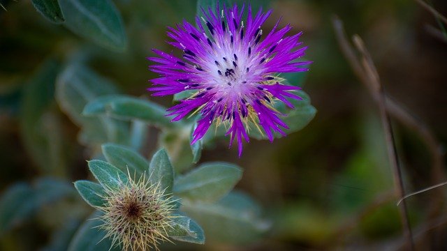 Free download Thistle Color Change -  free photo or picture to be edited with GIMP online image editor