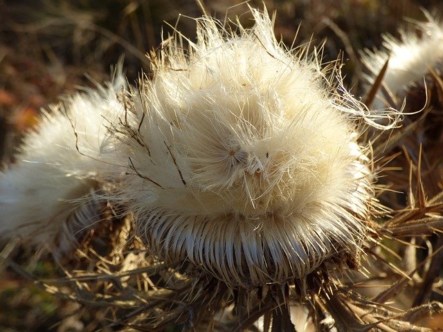 Free download Thistle Dry Flower -  free photo or picture to be edited with GIMP online image editor