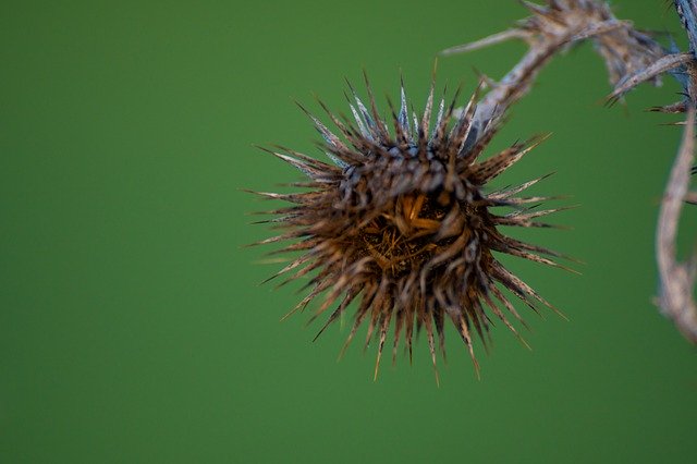 Free download Thistle Dry Flower Thorny -  free photo or picture to be edited with GIMP online image editor