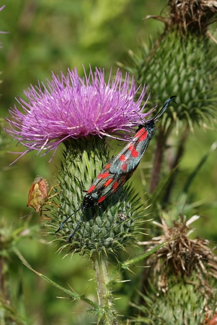 Free download thistle entomology pollination free picture to be edited with GIMP free online image editor