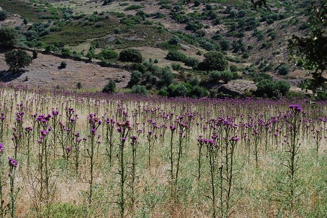 Free download Thistle Field Corsica Loneliness -  free photo or picture to be edited with GIMP online image editor