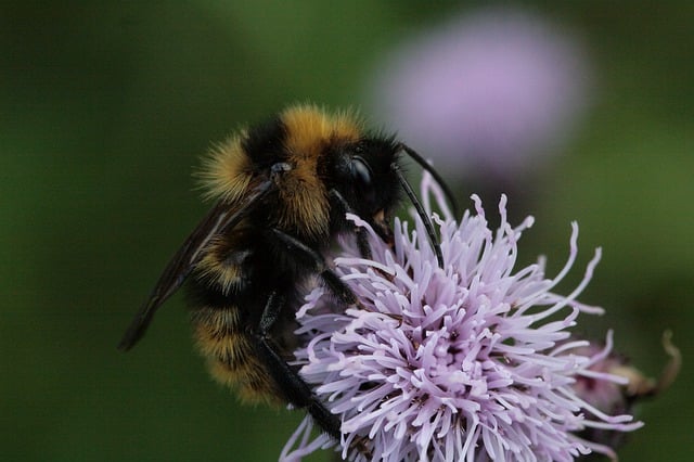 Free download thistle flower bumblebee pollination free picture to be edited with GIMP free online image editor