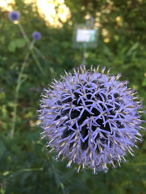 Free download Thistle Flower Garlic -  free photo or picture to be edited with GIMP online image editor