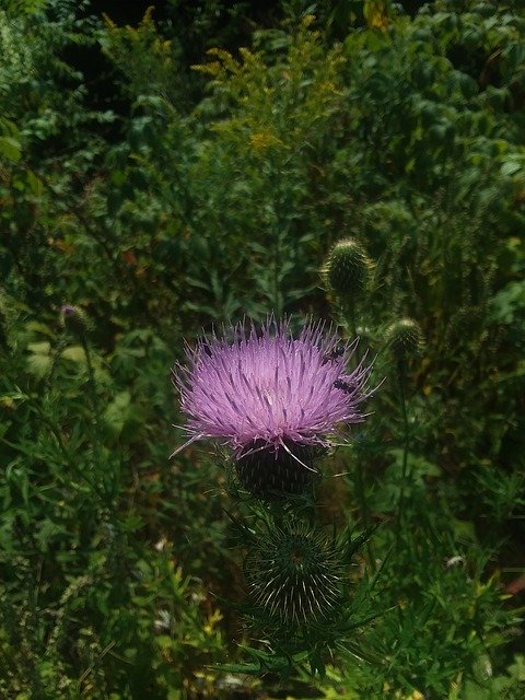 Free download Thistle Flower Nature -  free photo or picture to be edited with GIMP online image editor