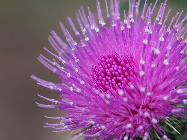 flor de cardo púrpura violeta de OffiDocs para