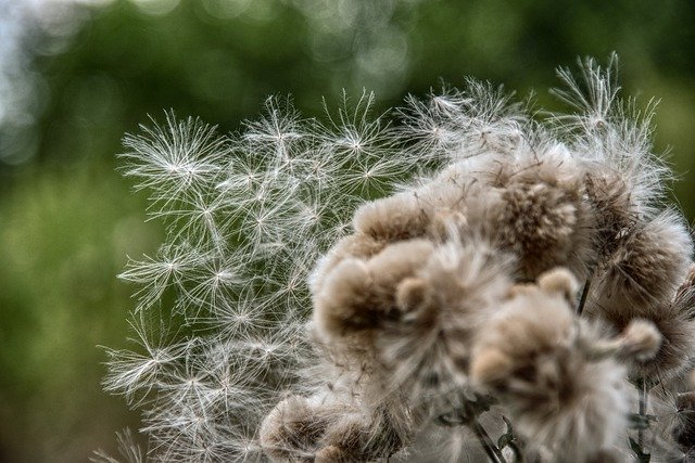 Free download Thistle Infructescence Fluff -  free photo or picture to be edited with GIMP online image editor