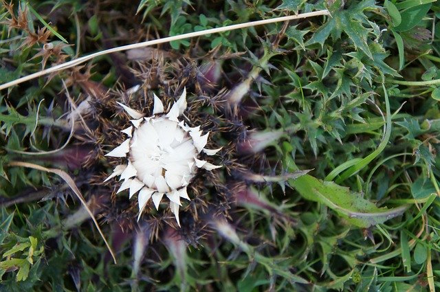 Free download Thistle Meadow Blossom -  free photo or picture to be edited with GIMP online image editor