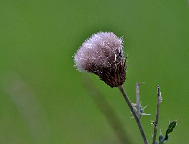 Free download Thistle Overblown Flower -  free photo or picture to be edited with GIMP online image editor