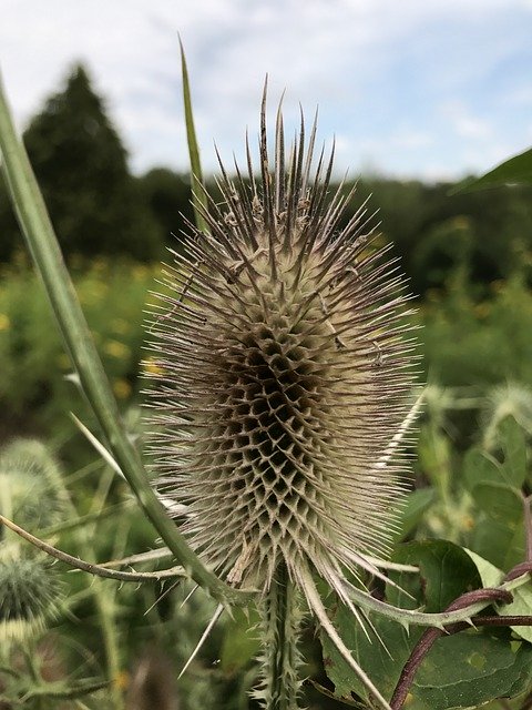 Free download Thistle Plants -  free photo or picture to be edited with GIMP online image editor