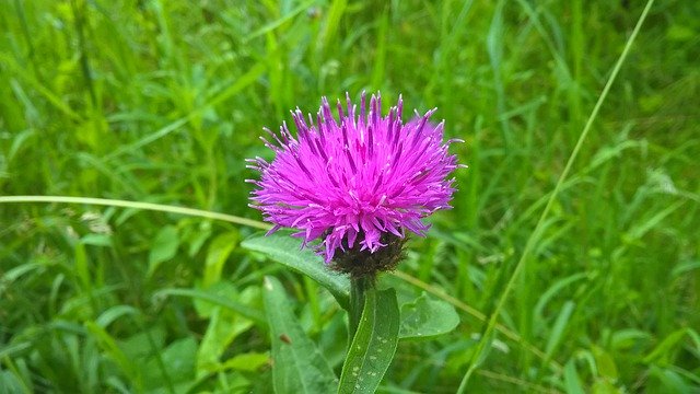 Free download Thistle Purple Pink -  free photo or picture to be edited with GIMP online image editor