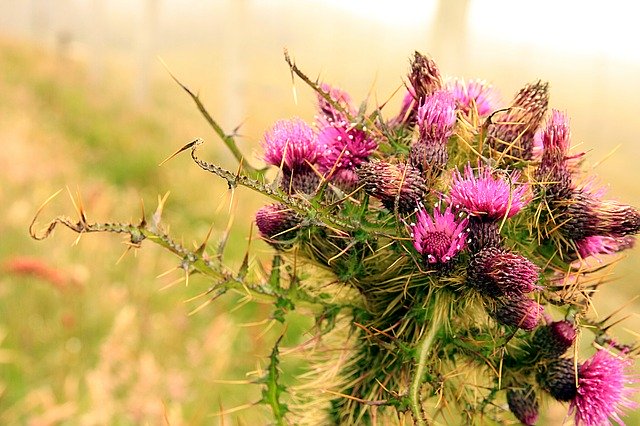 Free download Thistle Scotland Flower -  free photo or picture to be edited with GIMP online image editor