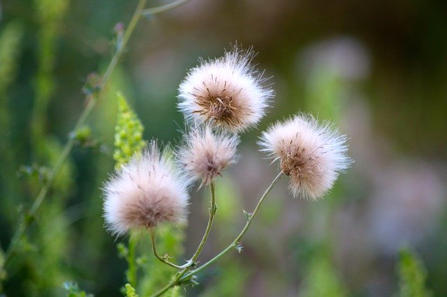 Free download Thistle Seed Head -  free photo or picture to be edited with GIMP online image editor