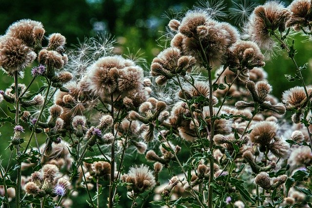 Free download Thistles Faded Nature -  free photo or picture to be edited with GIMP online image editor