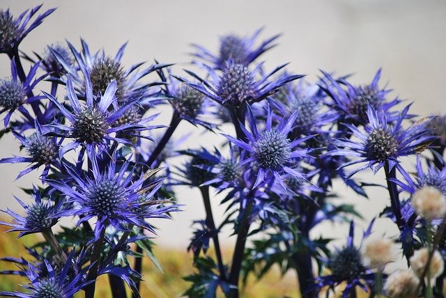 Free download Thistles Flowers -  free photo or picture to be edited with GIMP online image editor