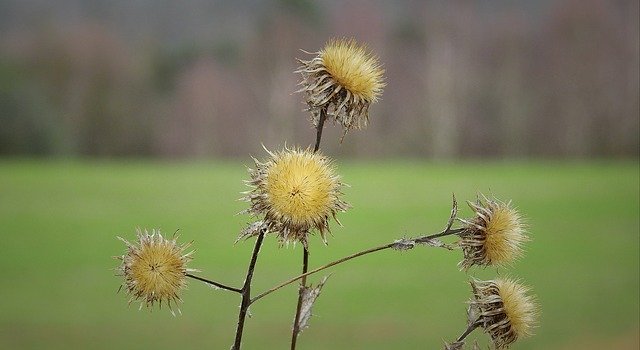 Free download Thistles The End Of Winter -  free photo or picture to be edited with GIMP online image editor