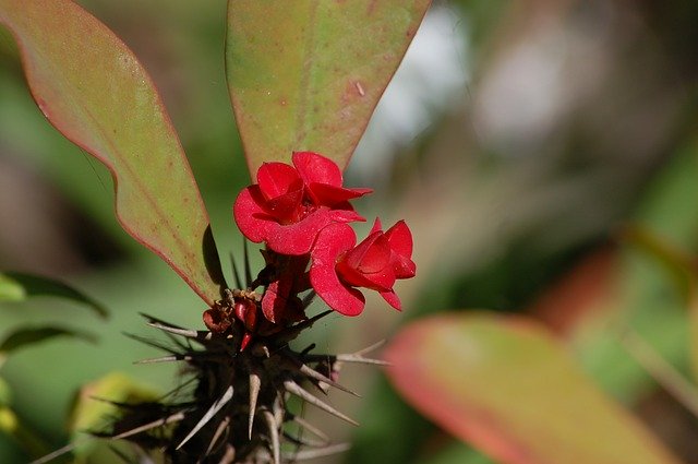 Free download Thorn Of Christ Flower Red -  free photo or picture to be edited with GIMP online image editor