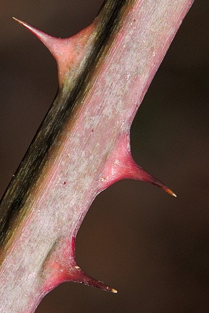 Free download Thorns Blackberry Nature -  free photo or picture to be edited with GIMP online image editor