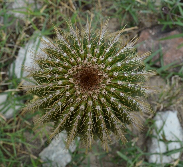 تنزيل Thorns Thorny Desert مجانًا - صورة أو صورة مجانية ليتم تحريرها باستخدام محرر الصور عبر الإنترنت GIMP