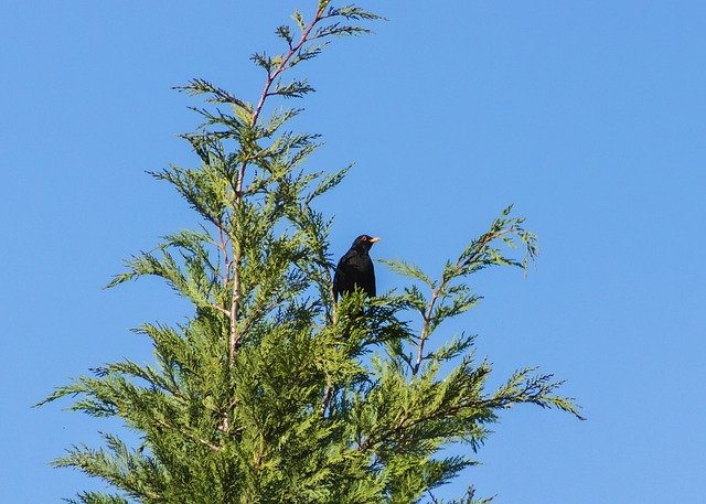 Free download Thrush Blackbirds Beak -  free photo or picture to be edited with GIMP online image editor