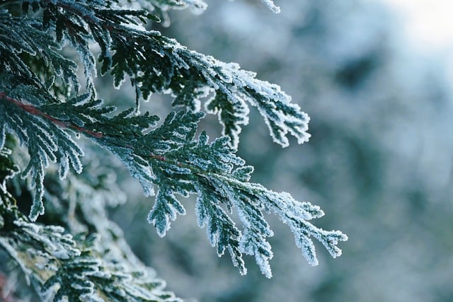 Free download thuja hedge icy frozen snow cold free picture to be edited with GIMP free online image editor