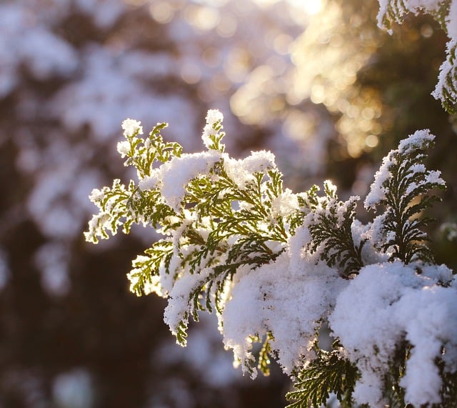 Free download thuja sprig snow seasonal nature free picture to be edited with GIMP free online image editor