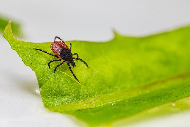 Free download tick insect parasitic arachnid free picture to be edited with GIMP free online image editor