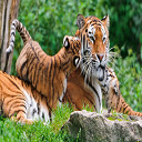 tiger and cubs  screen for extension Chrome web store in OffiDocs Chromium