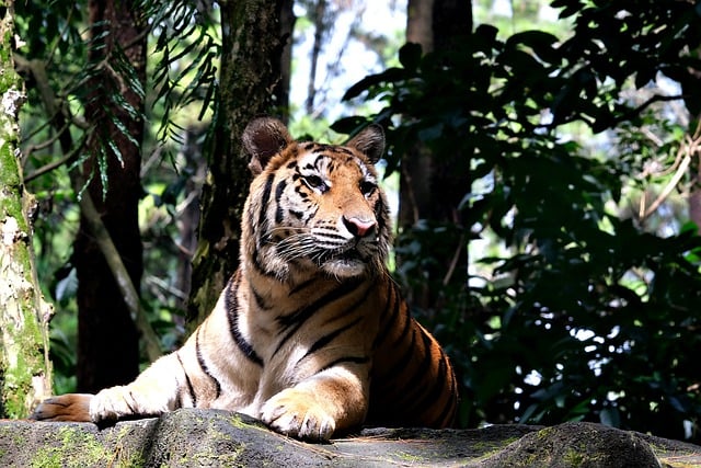 Free download tiger animal big cat feline mammal free picture to be edited with GIMP free online image editor