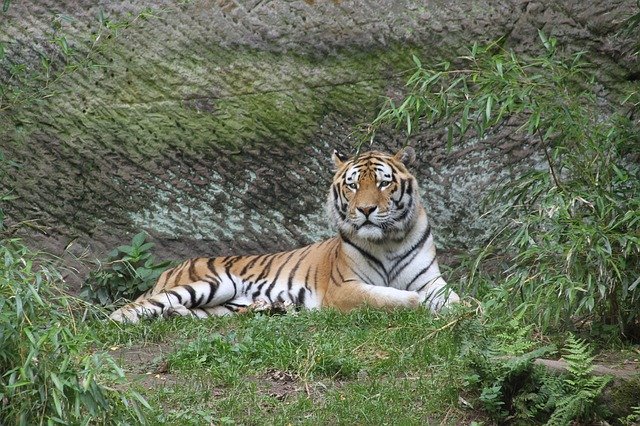 Free download Tiger Big Cat Zoo -  free photo or picture to be edited with GIMP online image editor