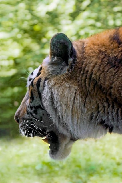 Free download tiger feline head mammal wild free picture to be edited with GIMP free online image editor