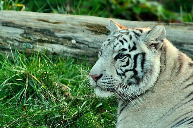 Free download tiger feline siberian tiger free picture to be edited with GIMP free online image editor