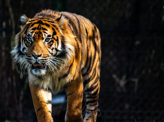 Free download Tiger Predator Zoo -  free photo or picture to be edited with GIMP online image editor