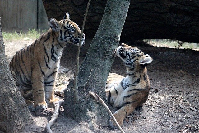 Free download Tiger Sumatran Cub -  free photo or picture to be edited with GIMP online image editor