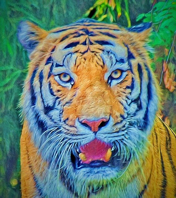 Free download Tiger Wildlife Animal -  free illustration to be edited with GIMP free online image editor