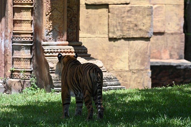 Free download Tiger Zoo Stripes -  free photo or picture to be edited with GIMP online image editor