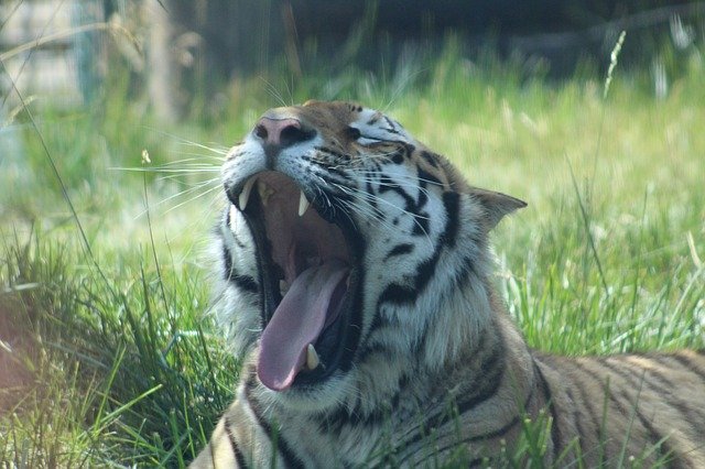 Free download Tiger Zoo Yawn -  free photo or picture to be edited with GIMP online image editor